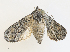  ( - CBG-A25946-A03)  @11 [ ] CreativeCommons - Attribution Share - Alike (2024) CBG Photography Group Centre for Biodiversity Genomics