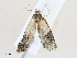  ( - CBG-A25946-A12)  @11 [ ] CreativeCommons - Attribution Share - Alike (2024) CBG Photography Group Centre for Biodiversity Genomics