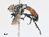  ( - CBG-A27508-G01)  @11 [ ] CreativeCommons - Attribution Share - Alike (2024) CBG Photography Group Centre for Biodiversity Genomics
