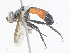  ( - CBG-A27509-H04)  @11 [ ] CreativeCommons - Attribution Share - Alike (2024) CBG Photography Group Centre for Biodiversity Genomics
