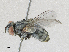  ( - CBG-A28474-B11)  @11 [ ] CreativeCommons - Attribution Share - Alike (2024) CBG Photography Group Centre for Biodiversity Genomics