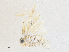  ( - CBG-A28474-G06)  @11 [ ] CreativeCommons - Attribution Share - Alike (2024) CBG Photography Group Centre for Biodiversity Genomics