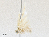  ( - CBG-A28474-G11)  @11 [ ] CreativeCommons - Attribution Share - Alike (2024) CBG Photography Group Centre for Biodiversity Genomics