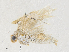  ( - CBG-A28475-E06)  @11 [ ] CreativeCommons - Attribution Share - Alike (2024) CBG Photography Group Centre for Biodiversity Genomics