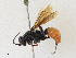 ( - CBG-A29995-B07)  @11 [ ] CreativeCommons - Attribution Share - Alike (2024) CBG Photography Group Centre for Biodiversity Genomics