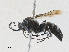  ( - CBG-A29997-C01)  @11 [ ] CreativeCommons - Attribution Share - Alike (2024) CBG Photography Group Centre for Biodiversity Genomics