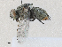  ( - CBG-A30049-G04)  @11 [ ] CreativeCommons - Attribution Share - Alike (2024) CBG Photography Group Centre for Biodiversity Genomics