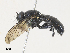  ( - CBG-A30087-G04)  @11 [ ] CreativeCommons - Attribution Share - Alike (2024) CBG Photography Group Centre for Biodiversity Genomics