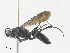  ( - CBG-A30125-C07)  @11 [ ] CreativeCommons - Attribution Share - Alike (2024) CBG Photography Group Centre for Biodiversity Genomics