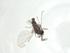 ( - CBG-A28682-H04)  @11 [ ] CreativeCommons - Attribution Share - Alike (2024) Centre for Biodiversity Genomics Centre for Biodiversity Genomics