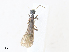  ( - CBG-A30156-D12)  @11 [ ] CreativeCommons - Attribution Share - Alike (2024) CBG Photography Group Centre for Biodiversity Genomics