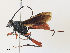  (Meringopus - CBG-A30922-B05)  @11 [ ] CreativeCommons - Attribution Share - Alike (2024) CBG Photography Group Centre for Biodiversity Genomics