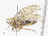  ( - CBG-A30973-F12)  @11 [ ] CreativeCommons - Attribution Share - Alike (2024) CBG Photography Group Centre for Biodiversity Genomics