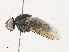  ( - CBG-A30998-A03)  @11 [ ] CreativeCommons - Attribution Share - Alike (2024) CBG Photography Group Centre for Biodiversity Genomics