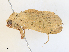  ( - CBG-A30919-H01)  @11 [ ] CreativeCommons - Attribution Share - Alike (2024) CBG Photography Group Centre for Biodiversity Genomics