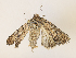  ( - CBG-A30919-H04)  @11 [ ] CreativeCommons - Attribution Share - Alike (2024) CBG Photography Group Centre for Biodiversity Genomics