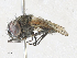  ( - CBG-A30924-H11)  @11 [ ] CreativeCommons - Attribution Share - Alike (2024) CBG Photography Group Centre for Biodiversity Genomics