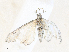  ( - CBG-A33463-H02)  @11 [ ] CreativeCommons - Attribution Share - Alike (2024) CBG Photography Group Centre for Biodiversity Genomics