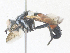  ( - CBG-A35162-C10)  @11 [ ] CreativeCommons - Attribution Share - Alike (2024) CBG Photography Group Centre for Biodiversity Genomics