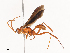  ( - CBG-A35164-A03)  @11 [ ] CreativeCommons - Attribution Share - Alike (2024) CBG Photography Group Centre for Biodiversity Genomics