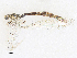  ( - CBG-A38427-G11)  @11 [ ] CreativeCommons - Attribution Share - Alike (2024) CBG Photography Group Centre for Biodiversity Genomics