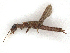  ( - CBG-A38434-G12)  @11 [ ] CreativeCommons - Attribution Share-Alike (2024) CBG Photography Group Centre for Biodiversity Genomics
