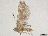  ( - CBG-A38432-F10)  @11 [ ] CreativeCommons - Attribution Share-Alike (2024) CBG Photography Group Centre for Biodiversity Genomics