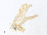  ( - CBG-A38432-F12)  @11 [ ] CreativeCommons - Attribution Share - Alike (2024) CBG Photography Group Centre for Biodiversity Genomics