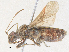  ( - CBG-A38460-F02)  @11 [ ] CreativeCommons - Attribution Share - Alike (2024) CBG Photography Group Centre for Biodiversity Genomics