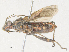  ( - CBG-A38460-F06)  @11 [ ] CreativeCommons - Attribution Share - Alike (2024) CBG Photography Group Centre for Biodiversity Genomics