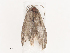  ( - CBG-A40112-F03)  @11 [ ] CreativeCommons - Attribution Share - Alike (2024) CBG Photography Group Centre for Biodiversity Genomics