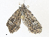  ( - CBG-A40137-A10)  @11 [ ] CreativeCommons - Attribution Share - Alike (2024) CBG Photography Group Centre for Biodiversity Genomics