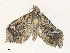  ( - CBG-A40137-B02)  @11 [ ] CreativeCommons - Attribution Share - Alike (2024) CBG Photography Group Centre for Biodiversity Genomics