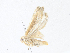  ( - CBG-A40140-E12)  @11 [ ] CreativeCommons - Attribution Share - Alike (2024) CBG Photography Group Centre for Biodiversity Genomics