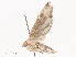  ( - CBG-A40156-D09)  @11 [ ] CreativeCommons - Attribution Share - Alike (2024) CBG Photography Group Centre for Biodiversity Genomics