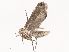  ( - CBG-A40156-D10)  @11 [ ] CreativeCommons - Attribution Share - Alike (2024) CBG Photography Group Centre for Biodiversity Genomics