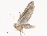  ( - CBG-A40156-E03)  @11 [ ] CreativeCommons - Attribution Share - Alike (2024) CBG Photography Group Centre for Biodiversity Genomics