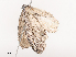  ( - CBG-A40161-F06)  @11 [ ] CreativeCommons - Attribution Share - Alike (2024) CBG Photography Group Centre for Biodiversity Genomics