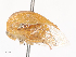  ( - CBG-A41808-H08)  @11 [ ] CreativeCommons - Attribution Share - Alike (2024) CBG Photography Group Centre for Biodiversity Genomics