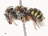  ( - CBG-A44402-E03)  @11 [ ] CreativeCommons - Attribution Share - Alike (2024) CBG Photography Group Centre for Biodiversity Genomics