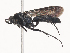  ( - CBG-A44402-F06)  @11 [ ] CreativeCommons - Attribution Share - Alike (2024) CBG Photography Group Centre for Biodiversity Genomics