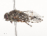  ( - CBG-A44403-E05)  @11 [ ] CreativeCommons - Attribution Share - Alike (2024) CBG Photography Group Centre for Biodiversity Genomics