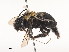  ( - CBG-A45186-D01)  @11 [ ] CreativeCommons - Attribution Share - Alike (2024) CBG Photography Group Centre for Biodiversity Genomics
