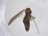  (Coelosia brevilobata - CBG-A46078-E08)  @11 [ ] CreativeCommons - Attribution Share - Alike (2024) Centre for Biodiversity Genomics Centre for Biodiversity Genomics