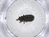  ( - CBG-A51809-E11)  @11 [ ] CreativeCommons - Attribution Share - Alike (2024) Centre for Biodiversity Genomics Centre for Biodiversity Genomics