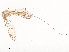  ( - CBG-A51877-F12)  @11 [ ] CreativeCommons - Attribution Share - Alike (2024) CBG Photography Group Centre for Biodiversity Genomics