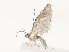  ( - CBG-A51878-D12)  @11 [ ] CreativeCommons - Attribution Share - Alike (2024) CBG Photography Group Centre for Biodiversity Genomics