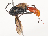  ( - CBG-A51880-D04)  @11 [ ] CreativeCommons - Attribution Share - Alike (2024) CBG Photography Group Centre for Biodiversity Genomics