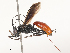  ( - CBG-A51880-D07)  @11 [ ] CreativeCommons - Attribution Share - Alike (2024) CBG Photography Group Centre for Biodiversity Genomics