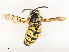  ( - CBG-A51986-B04)  @11 [ ] CreativeCommons - Attribution Share - Alike (2024) CBG Photography Group Centre for Biodiversity Genomics